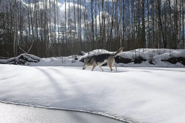Молодая бродячая собака в снегу в солнечный день — стоковое фото
