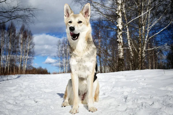 Visa på en blandhund på vintern utanför — Stockfoto