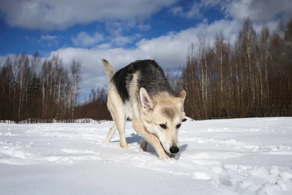 Mladá fena toulavý pes ve sněhu ve slunečný den — Stock fotografie