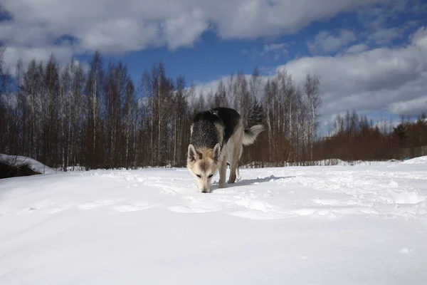 Joven perra callejera en la nieve en el día soleado —  Fotos de Stock