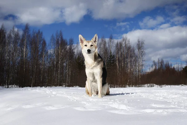 Junge streunende Hündin im Schnee bei sonnigem Tag — Stockfoto