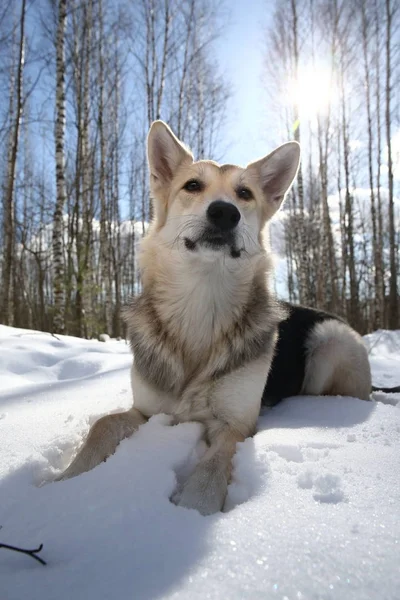 Vista para um cão rafeiro no inverno fora — Fotografia de Stock