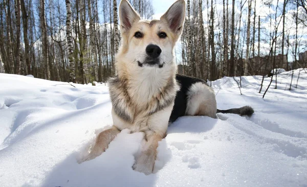 Uitzicht op een bastaard hond in de winter buiten — Stockfoto