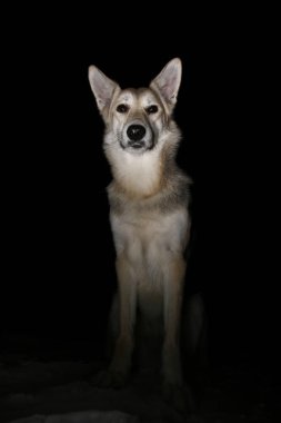 Geceleri tarlada bir köpeğin portresi.
