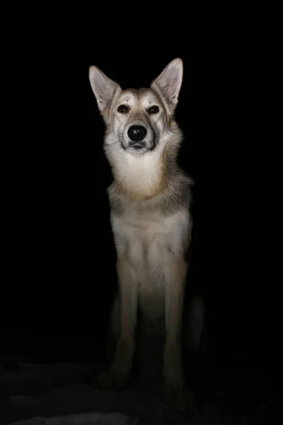Portrait of a dog in the field at night — Stock Photo, Image