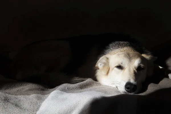 Lindo perro carismático acostado en la cama y relajante —  Fotos de Stock