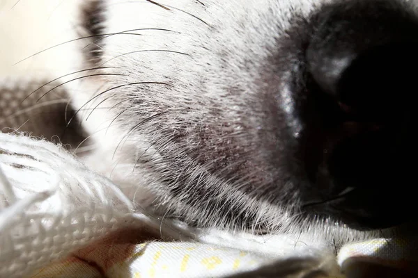 Close-up zicht op een hond neus — Stockfoto