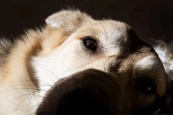 Närbild av ögat på en söt hund — Stockfoto