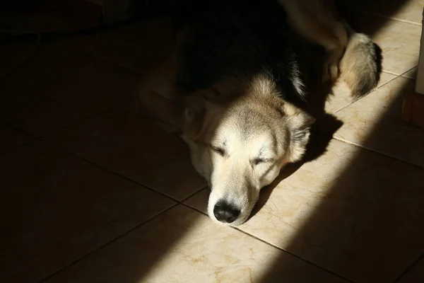 Ein Hund, der in der Sonne auf dem Fliesenboden ruht. ein Hund, der auf dem Boden schläft. — Stockfoto