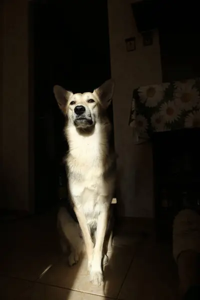 Um cão descansando ao sol no chão de azulejos. Um cão dormindo no chão . — Fotografia de Stock