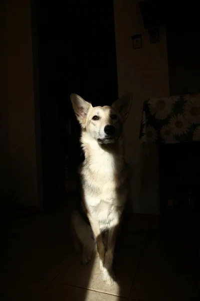 Ein Hund, der in der Sonne auf dem Fliesenboden ruht. ein Hund, der auf dem Boden schläft. — Stockfoto