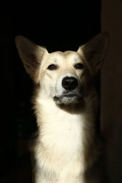 Um cão descansando ao sol no chão de azulejos. Um cão dormindo no chão . — Fotografia de Stock