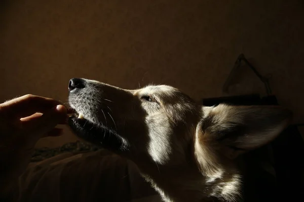 Güneşin altında fayanslı zeminde dinlenen bir köpek. Yerde uyuyan bir köpek. — Stok fotoğraf