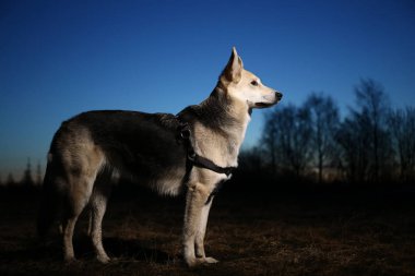 Gün batımındaki mutlu köpeğin portresi. Şirin melez köpek manzaraya karşı..