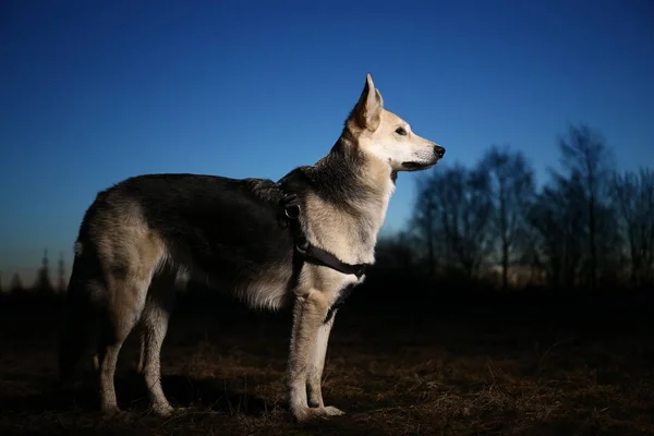 Gün batımındaki mutlu köpeğin portresi. Şirin melez köpek manzaraya karşı.. — Stok fotoğraf