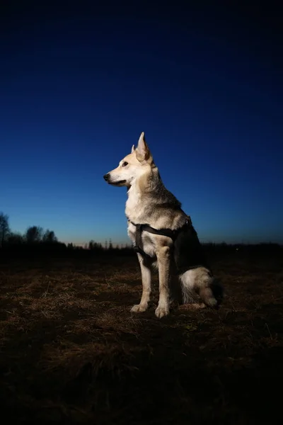 日没時の幸せな犬の肖像画。かわいい混合品種は風景に対して変異します. — ストック写真