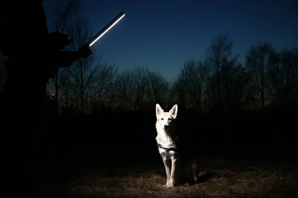 A boldog kutya portréja a naplementében. Aranyos kevert fajta korcs ellen táj. — Stock Fotó