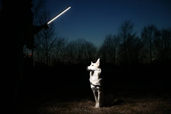 Gün batımındaki mutlu köpeğin portresi. Şirin melez köpek manzaraya karşı.. — Stok fotoğraf