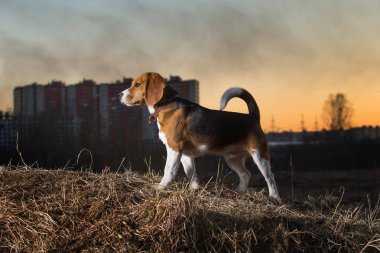 Güzel bir günbatımı gökyüzünün arka planında av köpeği