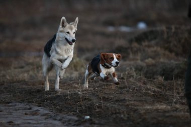 İki köpek gün batımında çayırda eğleniyor.