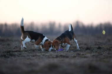 Alacakaranlıkta koklayan iki köpeğe ön manzara
