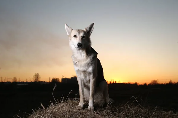 Lindo perro mestizo a pie en el campo en la puesta del sol —  Fotos de Stock