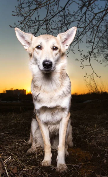 Cute mongrel dog at walk on field in sunset — Stock Photo, Image