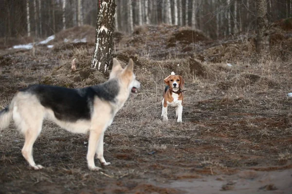 Dos perros divirtiéndose en el prado al atardecer —  Fotos de Stock
