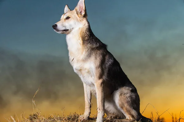 Carino cane randagio a piedi sul campo al tramonto — Foto Stock