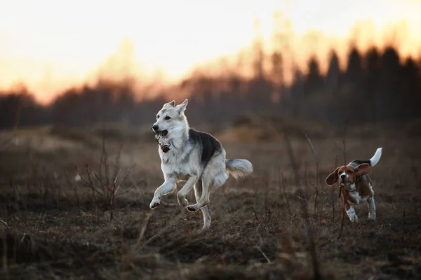 Två hundar har kul på ängen i solnedgången — Stockfoto