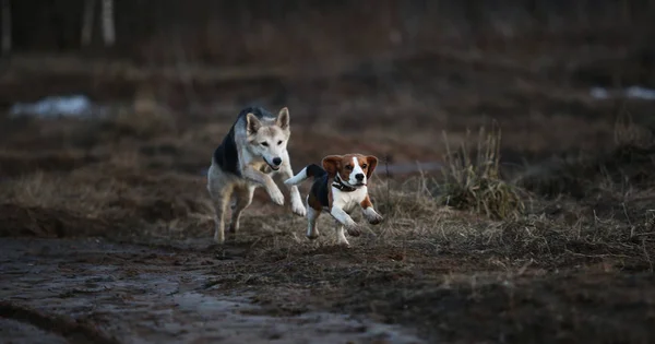 Dois cães se divertindo no prado ao pôr do sol — Fotografia de Stock