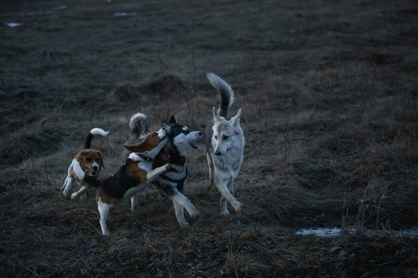 Dos perros divirtiéndose en el prado al atardecer —  Fotos de Stock