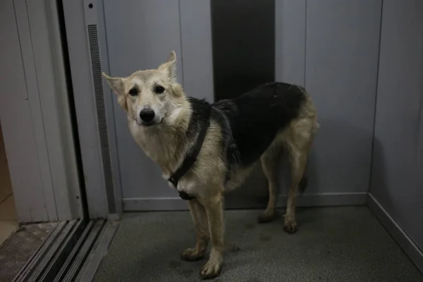Vista lateral a un perro de pie en el ascensor — Foto de Stock