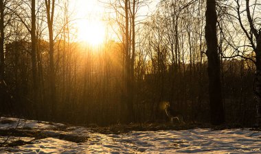 Gün batımında ormanda yürüyen genç ve güzel bir köpek. Mercek parlaması