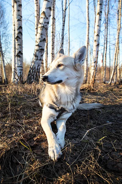 Beautiful young dog at walk in forest on sunset. Lens flare — Stock Photo, Image