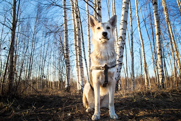 Bellissimo cane giovane a piedi nella foresta al tramonto. Riflesso delle lenti — Foto Stock