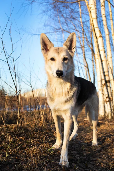 Vacker ung hund på promenad i skogen vid solnedgången. Linsbloss — Stockfoto