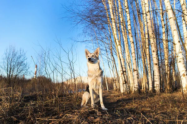 Bellissimo cane giovane a piedi nella foresta al tramonto. Riflesso delle lenti — Foto Stock