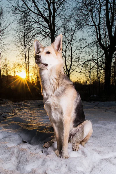 Roztomilý smíšený plemeno pes v zimě na západě slunce — Stock fotografie