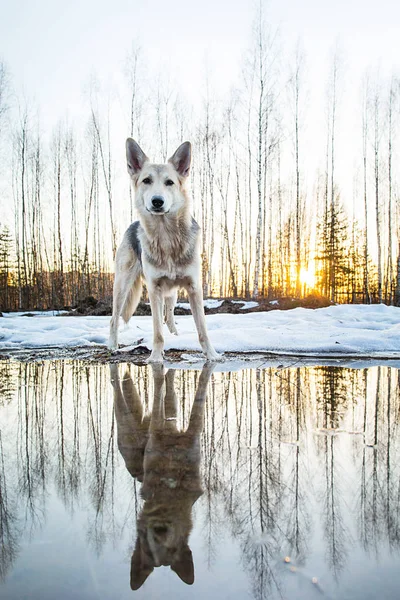 Милая собака смешанной породы зимой на закате — стоковое фото