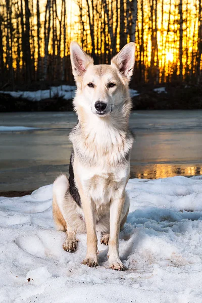 Aranyos vegyes fajta kutya télen naplementekor — Stock Fotó