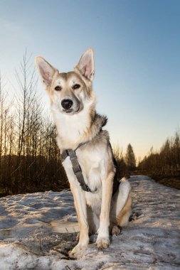 Güzel melez köpek, gün batımını yakından takip et..