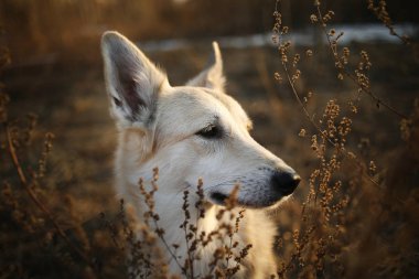 Şirin piç köpek, doğaya yakın çekim yapıyor.