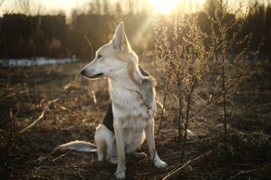 Güzel melez köpek, gün batımını yakından takip et..