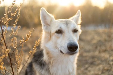 Şirin piç köpek, doğaya yakın çekim yapıyor.