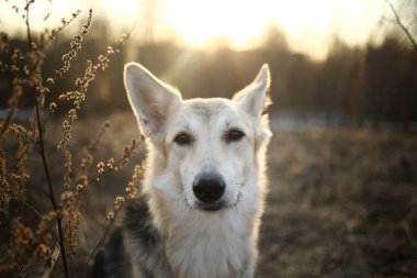 Şirin piç köpek, doğaya yakın çekim yapıyor.