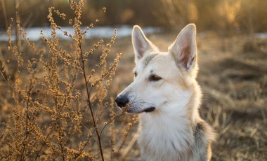 Şirin piç köpek, doğaya yakın çekim yapıyor.