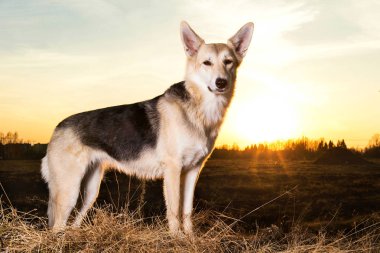 Güzel melez köpek, gün batımını yakından takip et..