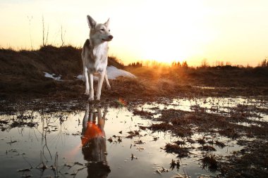 Güzel melez köpek, gün batımını yakından takip et..