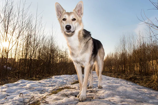 美しいモングレール犬が日没の照明の背景で閉じます. — ストック写真